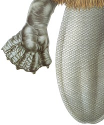 Задняя лапа и хвост бобра